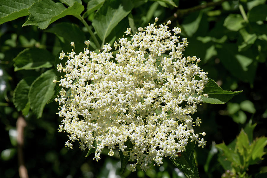 Elder Flowers Photograph by Nigel Cattlin | Fine Art America