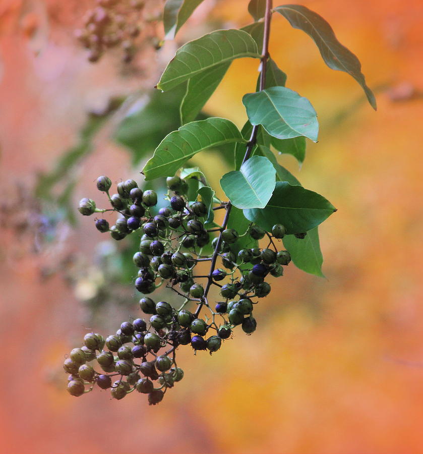 Nature Photograph - Elderberries 4 by Cathy Lindsey