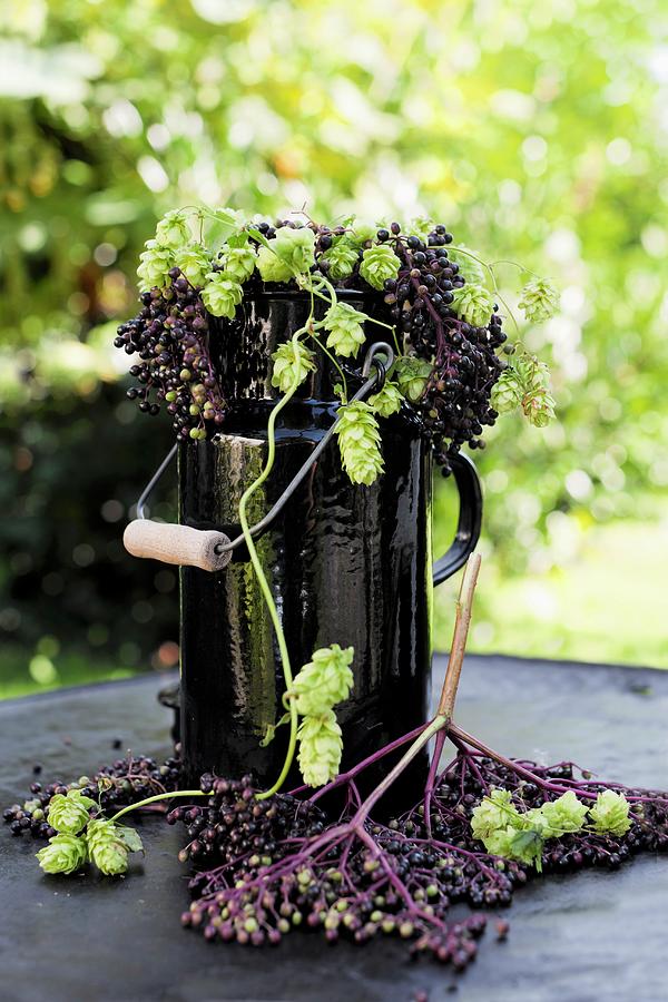 Elderberries And Hops Umbels In An Old Black Enamel Milk Churn Photograph by Sabine Lscher