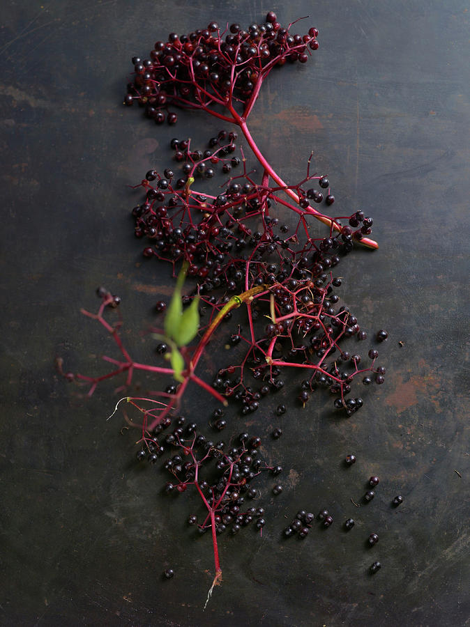 Elderberries On A Dark Metal Surface Photograph by Linda Sonntag