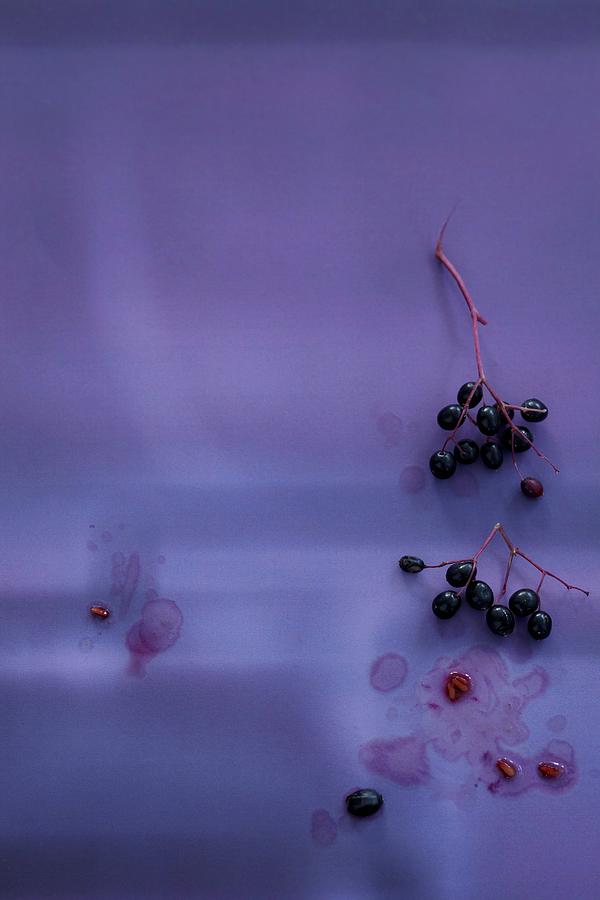 Elderberries On A Purple Background Photograph by Anke Schtz