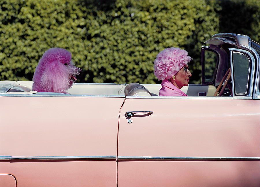 Elderly Woman And Pink Poodle In Pink Photograph by Tim Macpherson Elderly Woman And Pink Poodle In Pink Photograph by Tim Macpherson