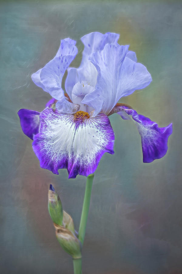 Electric Bearded Iris Flower Photograph by Susan Candelario