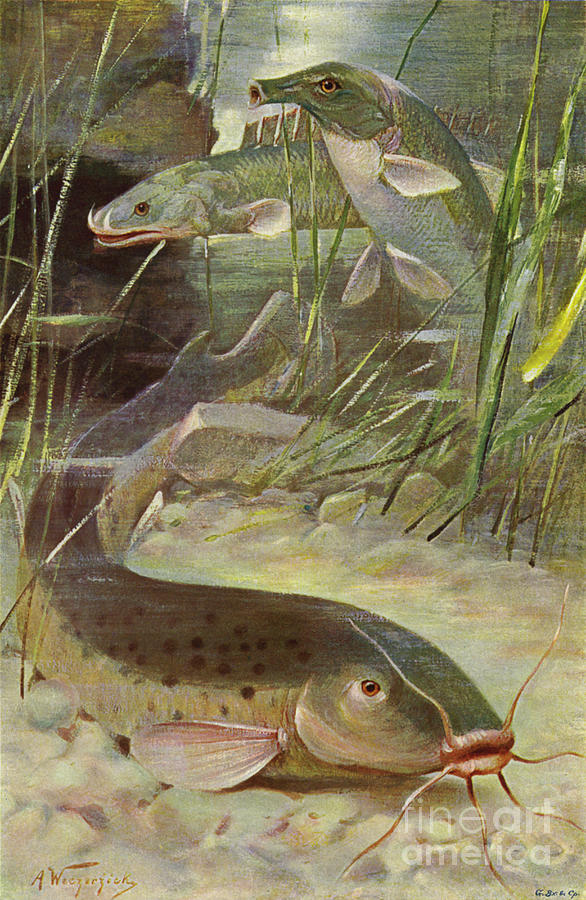 Electric Catfish, Bichir, Trunkfish By Wilhelm Kuhnert Painting by Wilhelm Kuhnert