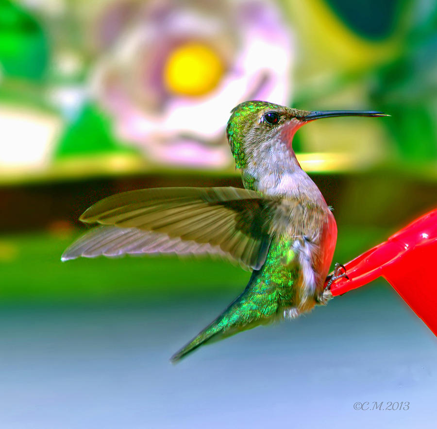 Hummingbird Photograph - Electric Emerald by Catherine Melvin