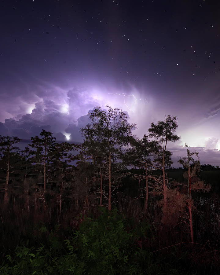 Electric Everglades Photograph by Mark Andrew Thomas