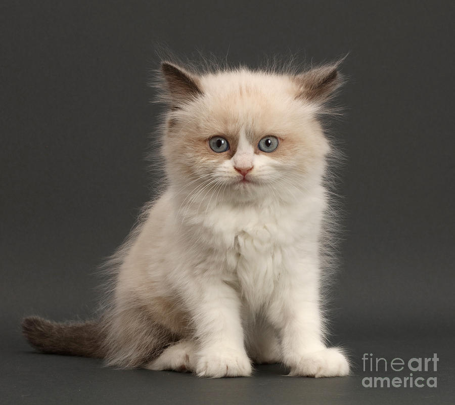 Cat Photograph - Electric Kitten by Warren Photographic
