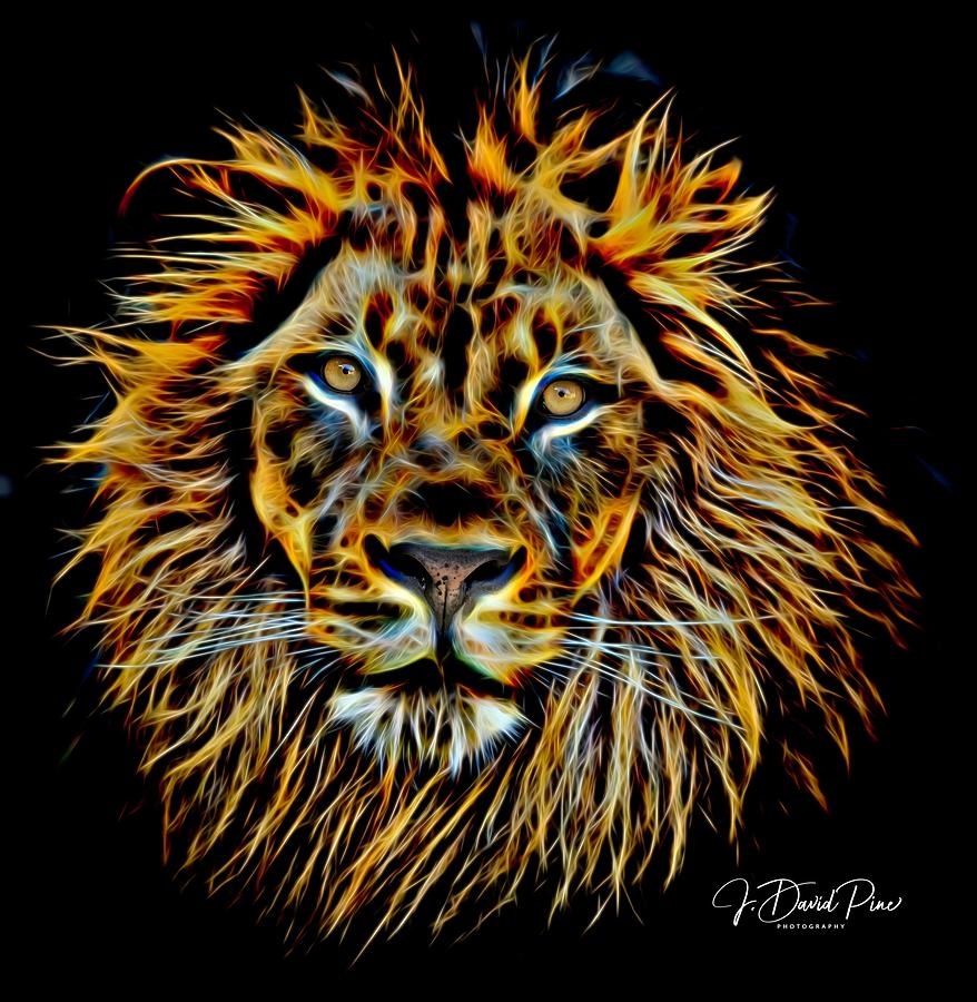 Lion Photograph - Electric Lion by David Pine
