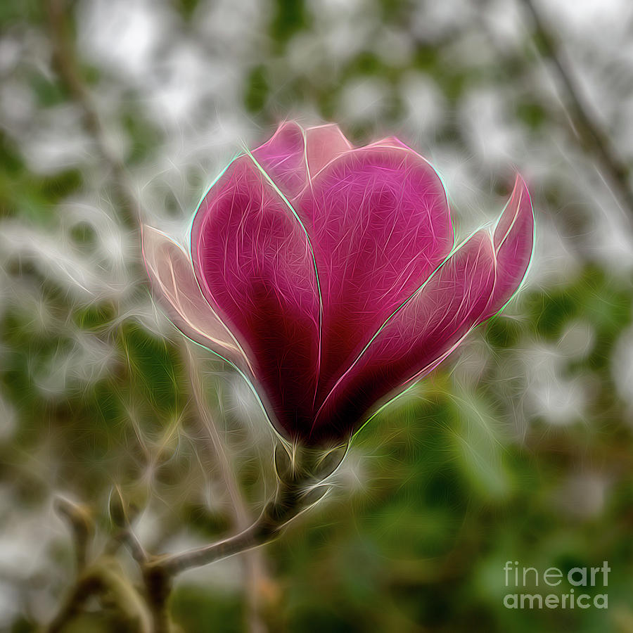 Electric Magnolia Digital Art by Roxie Crouch | Pixels