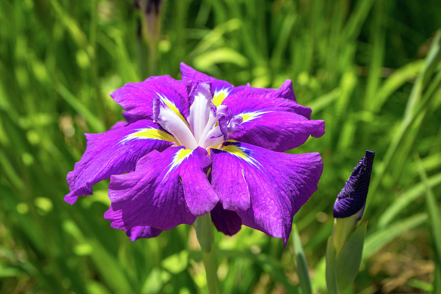 Electric Purple Jewel - Japanese Iris Abloom Photograph