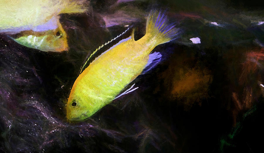 Electric Yellow Cichlid Chalk Art Digital Art by Don Northup