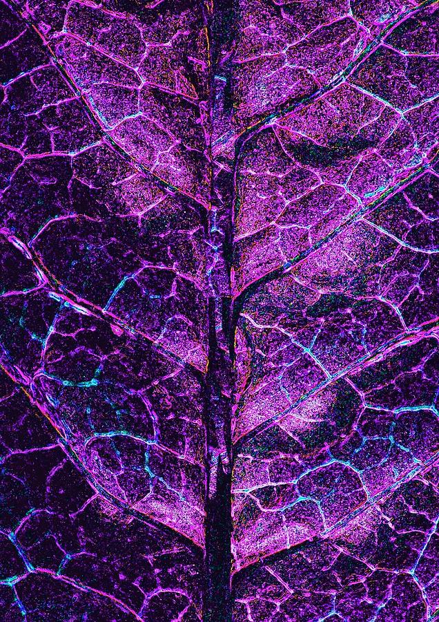 Electrification Of A Leaf Photograph by Nigel Radcliffe