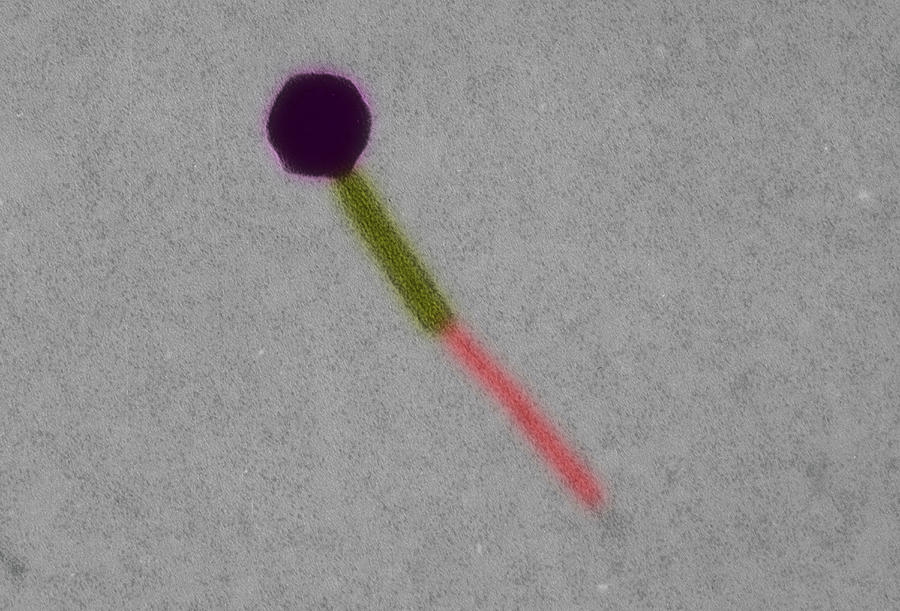 Magnifying Glass Digital Art - Electron Micrograph Escherichia Coli Bacteriophage by Callista Images