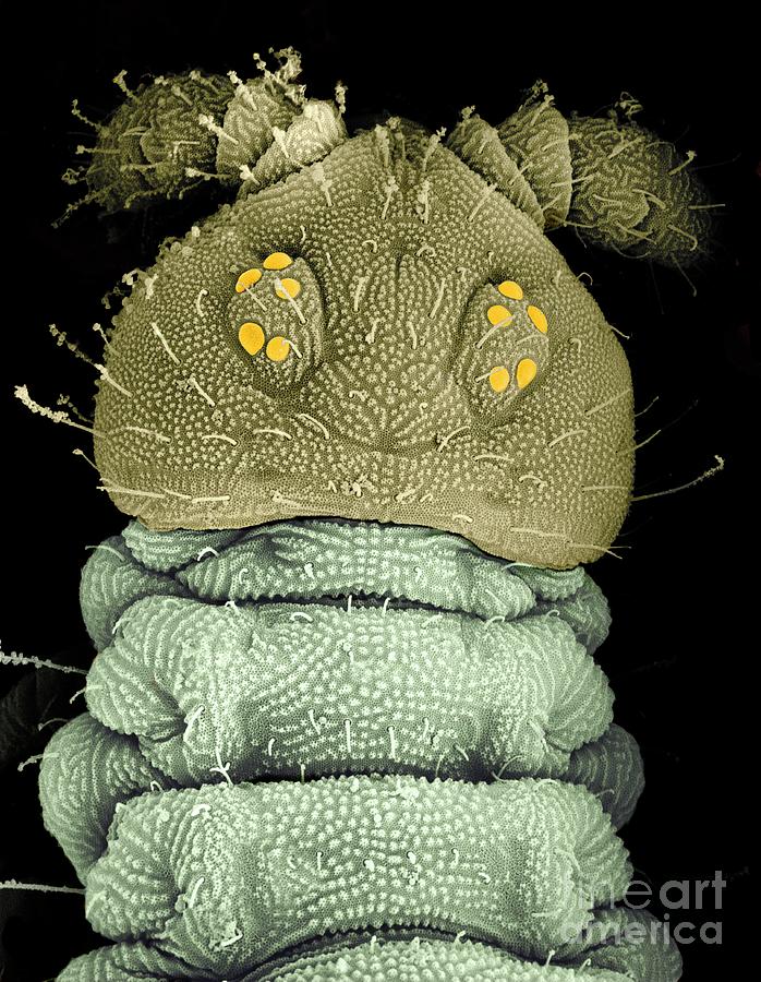 Electron Micrograph Of A Springtail Photograph by Dr Jeremy Burgess/science Photo Library