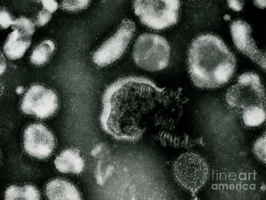 Electron Micrograph Of Avian Influenza Viruses Photograph by Em Unit, Cvl Weybridge/science Photo Library
