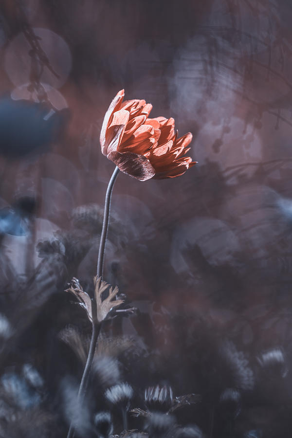 Flower Photograph - Elegance by Fabien Bravin
