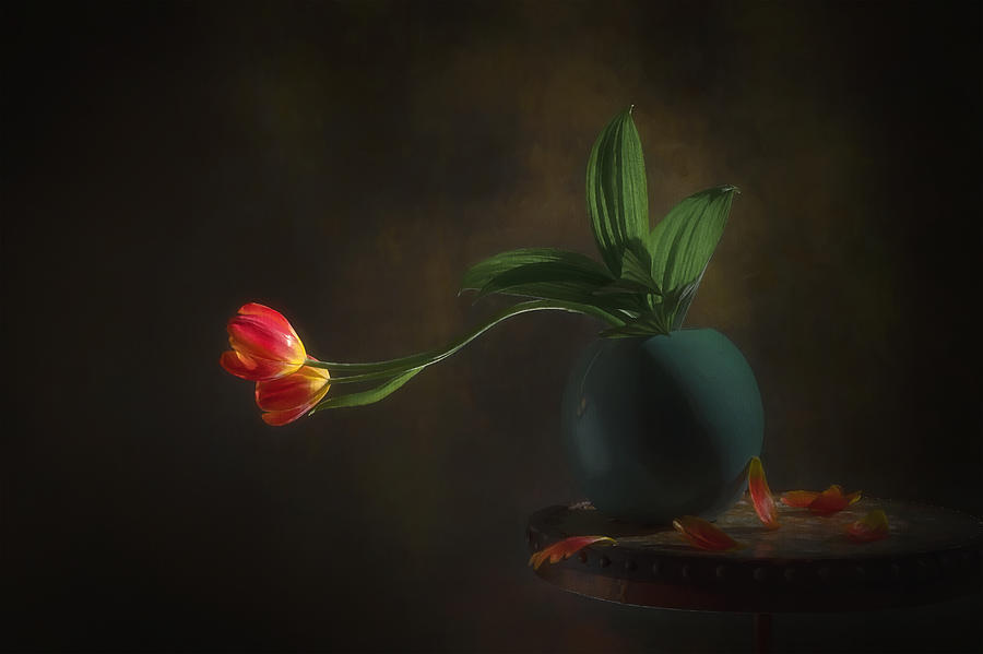 Tulip Photograph - Elegance by Lydia Jacobs