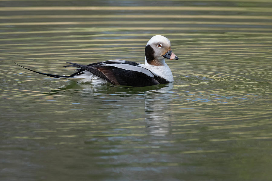 Elegance of a Long-tailed Duck Photograph by Todd Henson