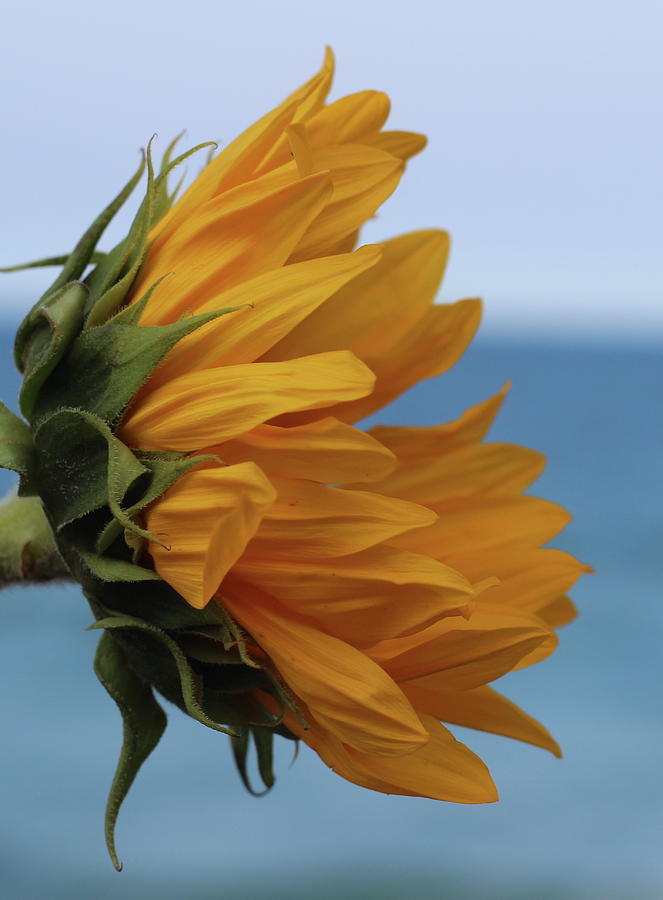 Daisy Photograph - Elegance Sunflower 12 by Cathy Lindsey