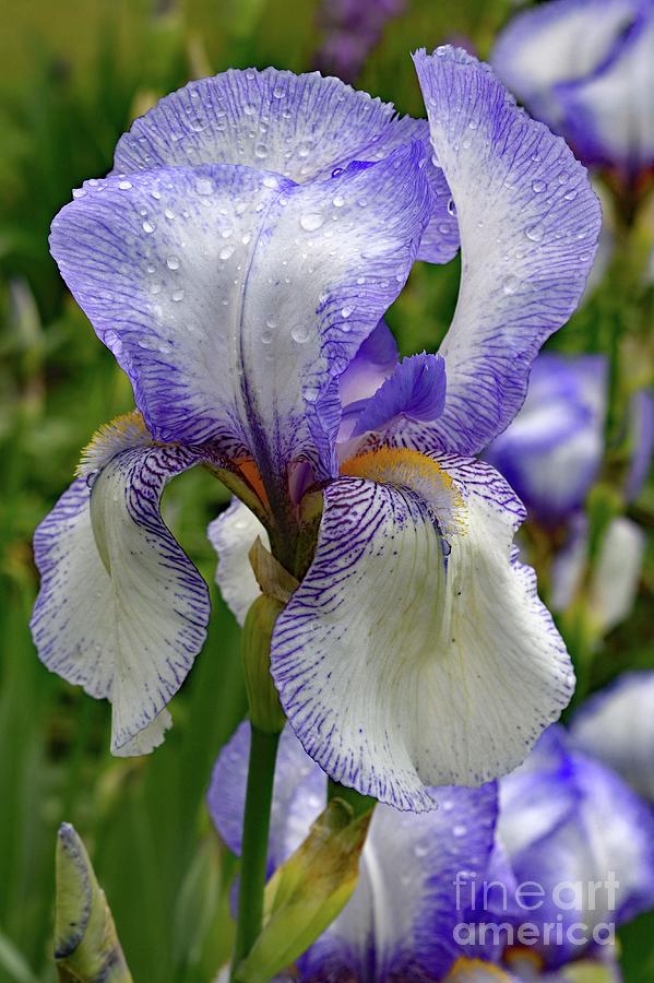 Elegant Bearded Iris After A Shower Photograph