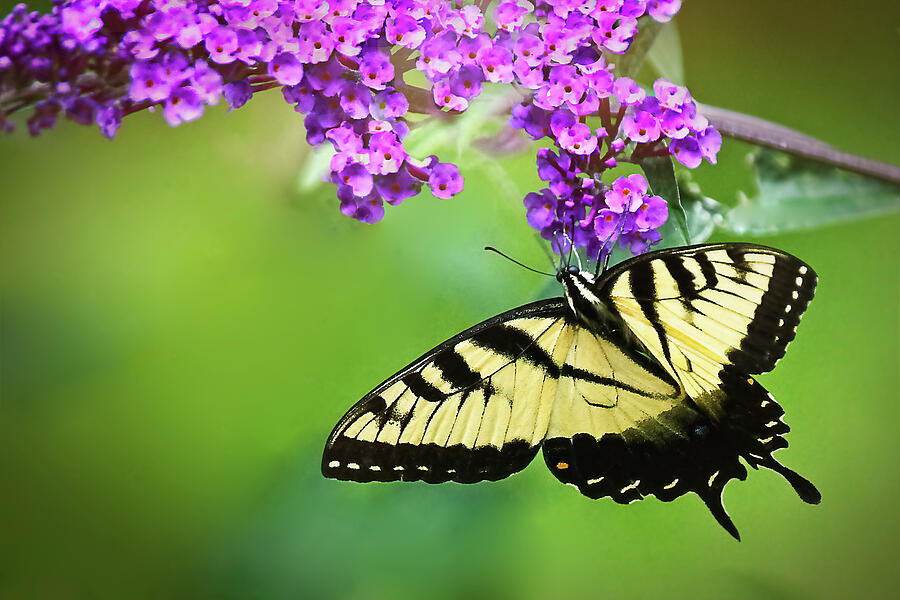 Elegant Beauty Eastern Swallowtail Photograph by Marcia Colelli - Fine ...