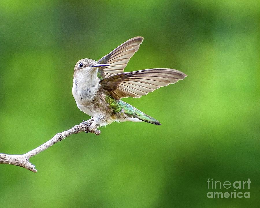 Hummingbird Photograph - Elegant Beauty - Juvenile Ruby-throated Hummingbird by Cindy Treger