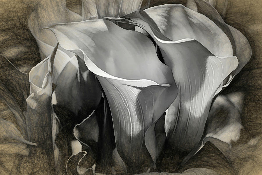 Lily Photograph - Elegant Calla Lilies - Sketch by Donna Kennedy