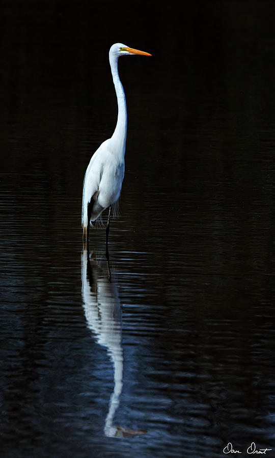 Animal Photograph - Elegant Egret II by David Drost