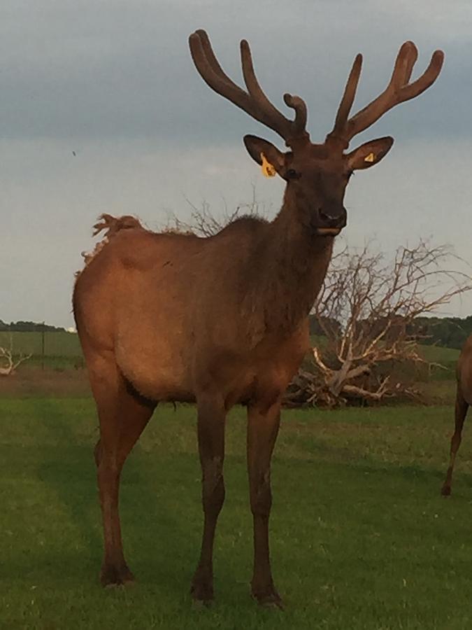 Elegant Elk Photograph by Kristina Hawk - Pixels