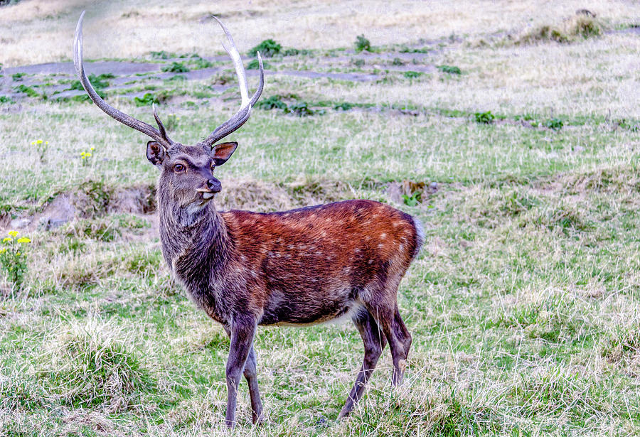 Elegant Elk Photograph by Robert Bolla