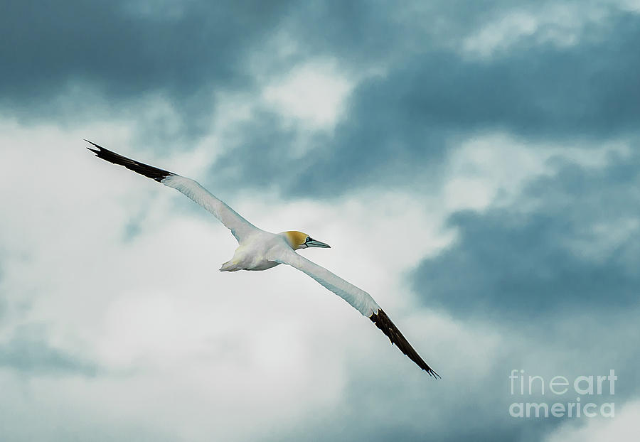 Elegant Gannet Flies Over Blue Sky With Widespread Wings  Photograph by Andreas Berthold