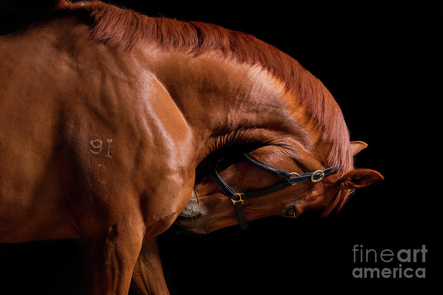 Elegant Horse Portrait Photograph by Michelle Wrighton