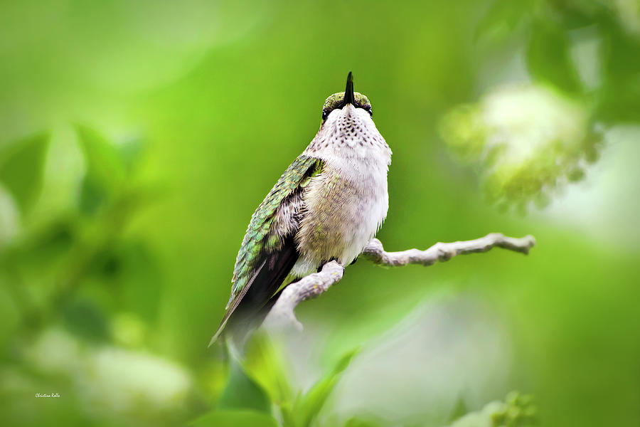Elegant Hummingbird Photograph by Christina Rollo