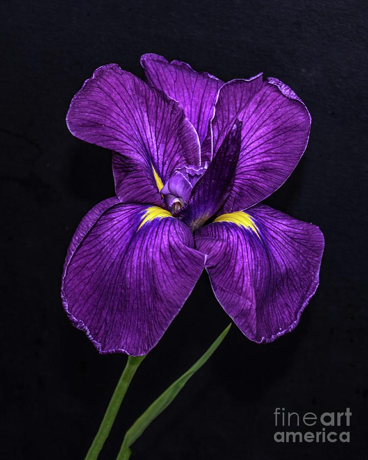 Elegant Iris Photograph by Cindy Treger