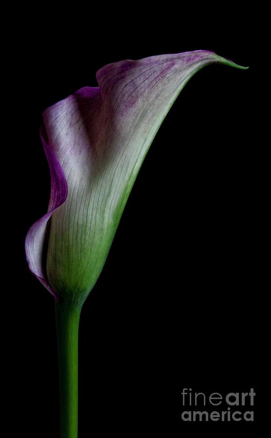 Elegant Lily Photograph by Laurinda Bowling