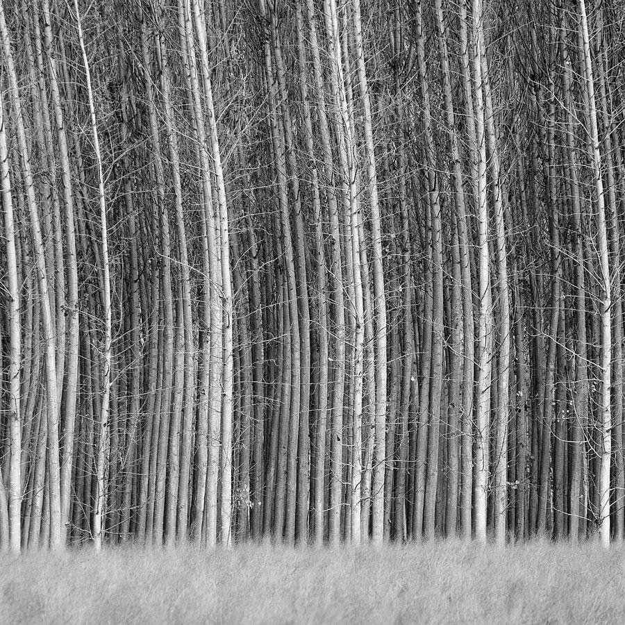 Elegant poplars. BW. Foggy morning  Photograph by Guido Montanes Castillo