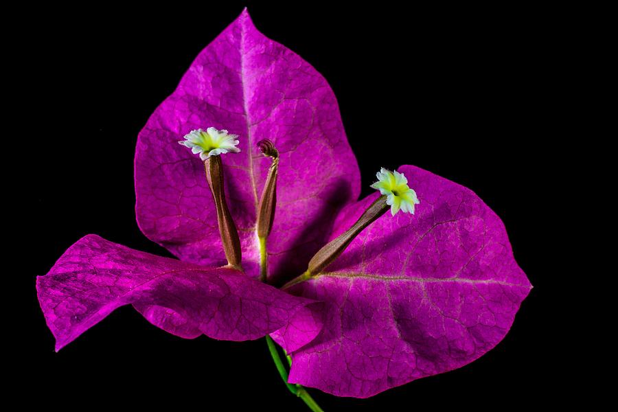 Elegant Purple Bougainvillea by Art Shack Elegant Purple Bougainvillea by Art Shack
