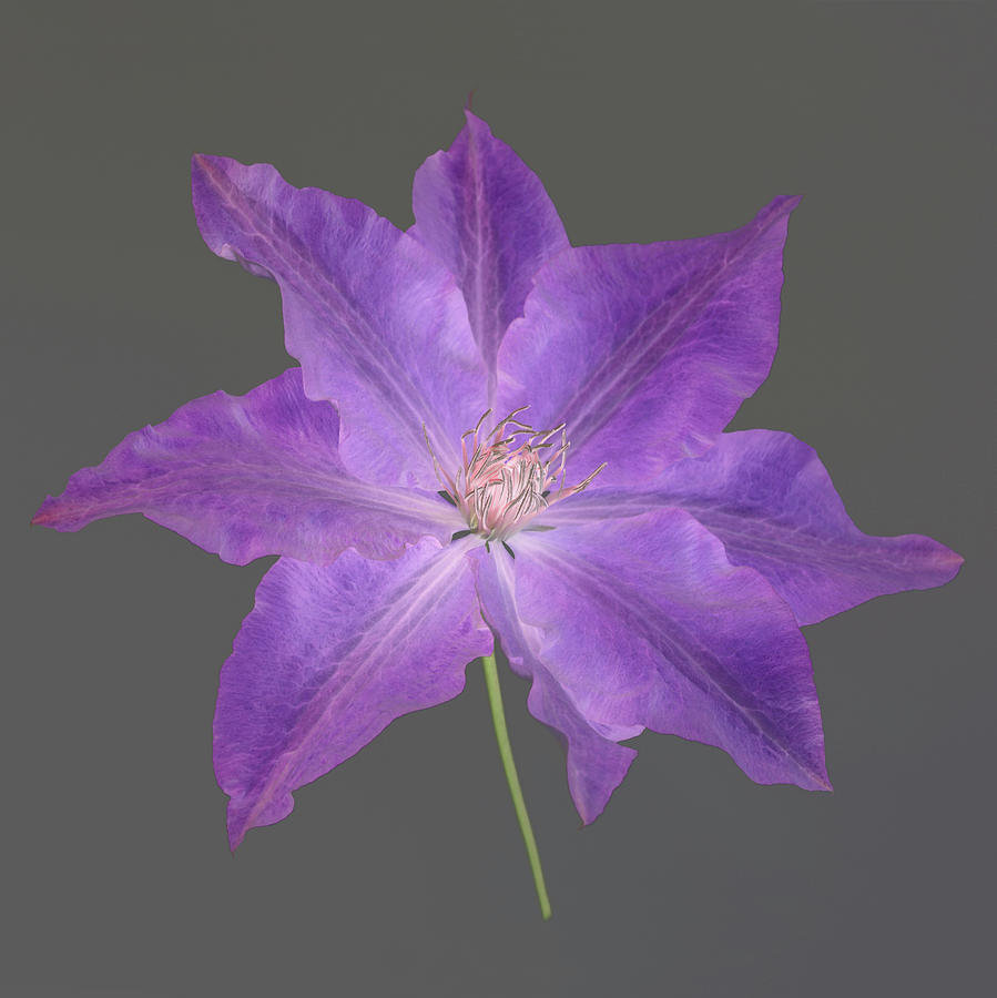 Elegant Purple Clematis On Grey Photograph by Rosemary Calvert