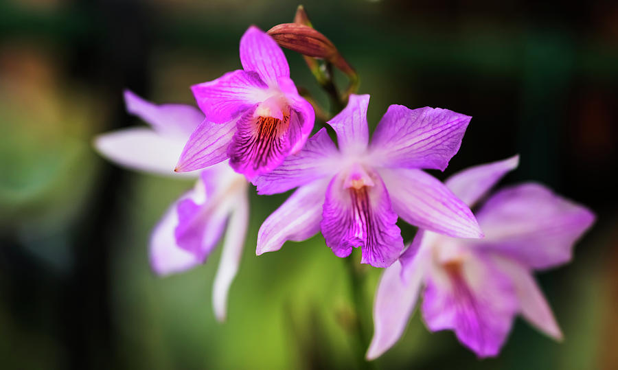 Elegant Purple Orchid Flowers Photograph by Vishwanath Bhat