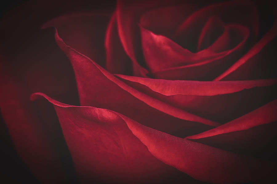 Elegant Red Rose Photograph by Hblee