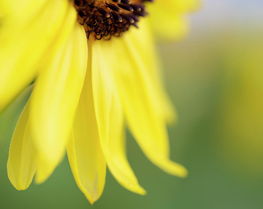 Elegant Sunflower Photograph by Deborah Penland