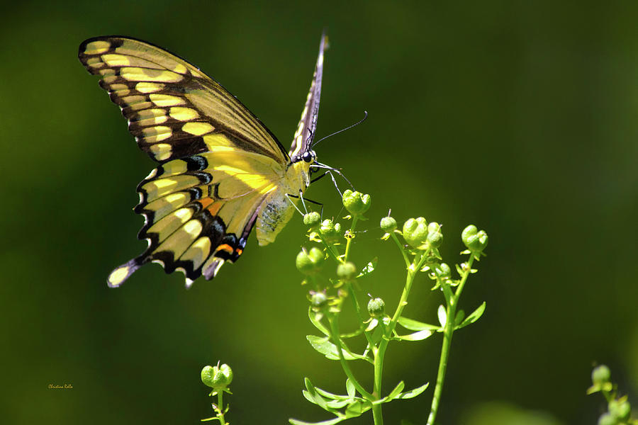 Elegant Swallowtail Butterfly Photograph by Christina Rollo