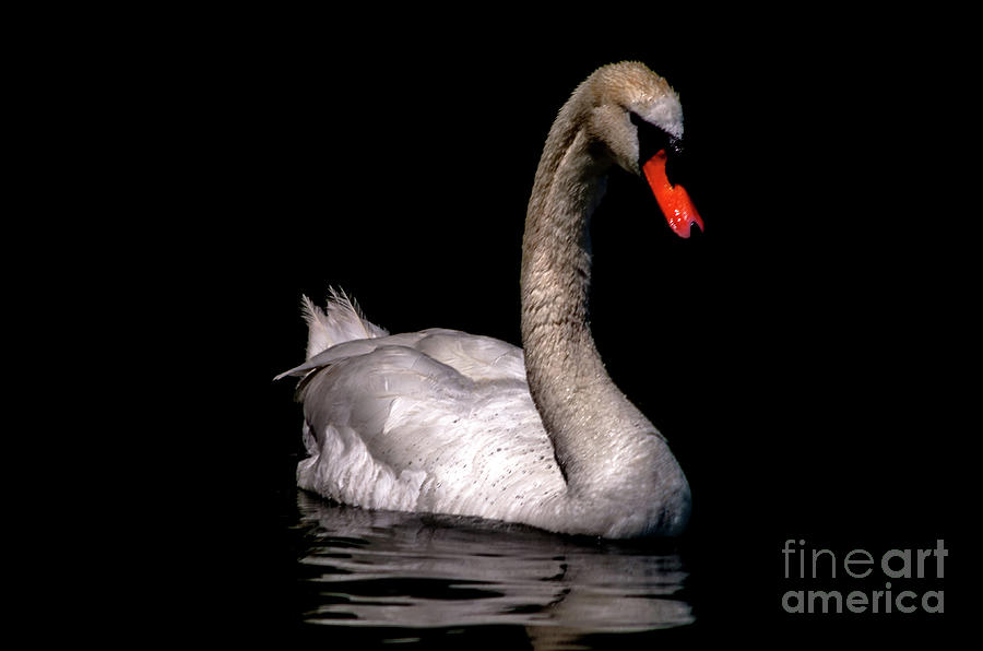 Elegant Swan Photograph by Michelle Meenawong