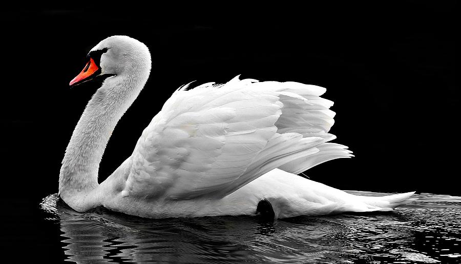 Elegant swan Photograph by Top Wallpapers