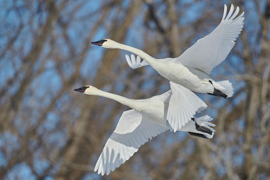 Elegant Swans Photograph by Paul Freidlund