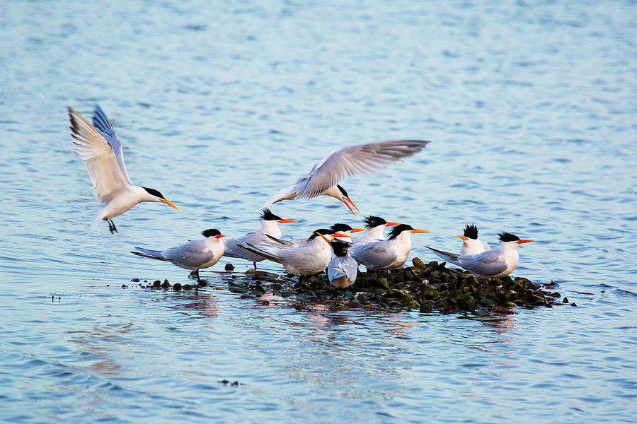 Elegant Tern Gathering 3 Photograph