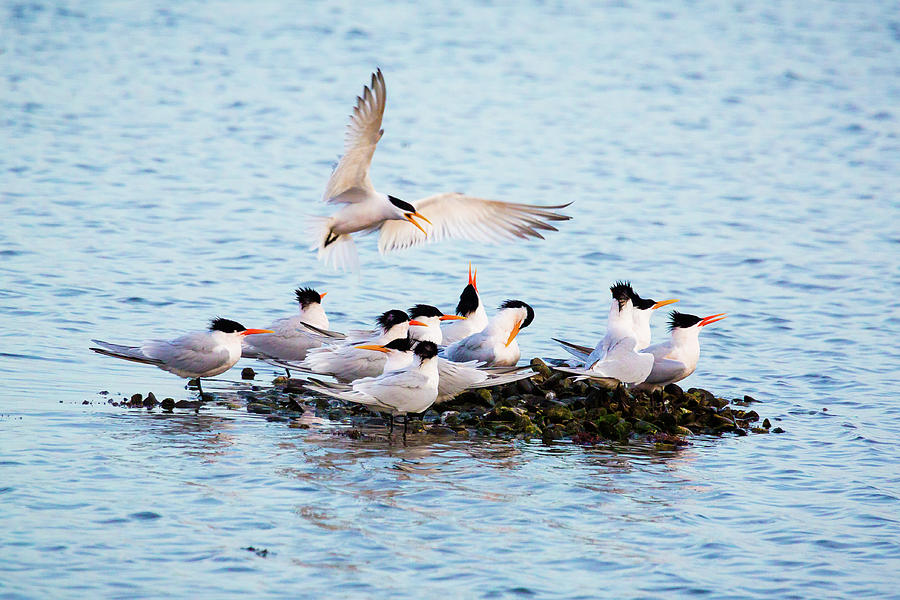 Bird Photograph - Elegant Tern Gathering 4 by Brian Knott Photography