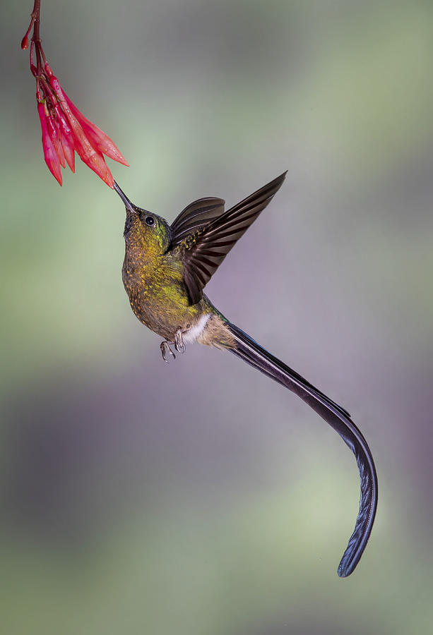Bird Photograph - Elegant Violet-tailed Sylph by Young Feng