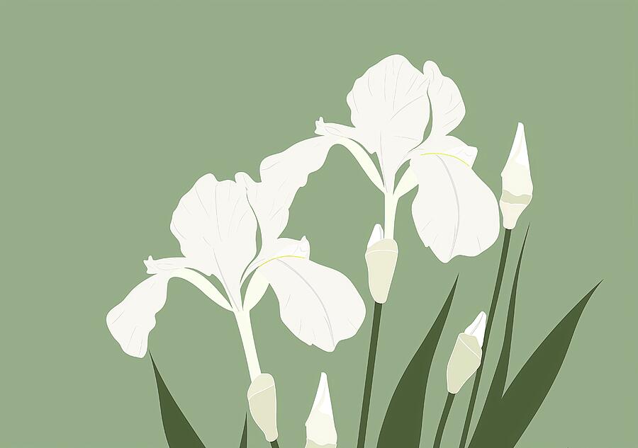 Elegant White Irises On Green Background Digital Art by Trendy Art Elegant White Irises On Green Background Digital Art by Trendy Art
