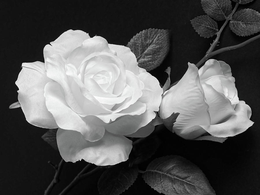 Elegant White Roses  Photograph by Tom Druin